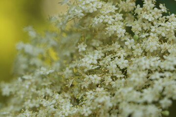 fiori di sambuco in primavera