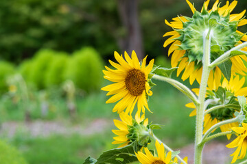 夏の陽射しを浴びるひまわり