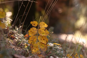 foglie nel bosco in autunno