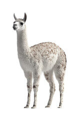 Obraz premium Llama standing in nature's beauty isolated on transparent background png
