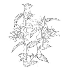 Bunch of outline Vanilla planifolia (vanilla orchid) flowers and leaves in black isolated on white background. 