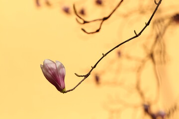 fiori di magnolia in primavera