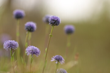 piccoli fiori viola in estate