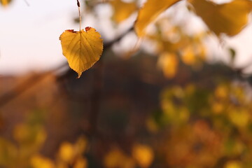 Obraz premium foglie nel bosco in autunno
