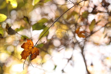 foglie nel bosco in autunno