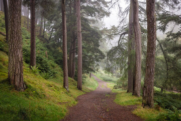 Obraz premium Foggy Woodland Path in Pentland Hills Regional Park, Scotland, Lined with Tall Pines, Verdant Undergrowth, and Soft Grass, Offering a Peaceful and Atmospheric Escape into the Natural Landscape