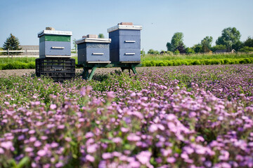 Bijenkasten aan de rand van een bloemenveld