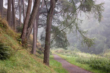 Fototapeta premium Foggy Woodland Path at Pentland Hills Regional Park, Scotland, Lined with Towering Pines and Lush Vegetation, Offering a Peaceful and Scenic Walk Through the Tranquil Countryside
