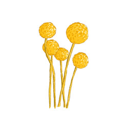 dandilion