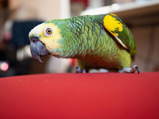 Turquoise-fronted amazon parrot (Amazona aestiva) enjoys free movement around the apartment. Cute green friendly pet bird on red couch. Close-up.