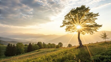 Obraz premium Sunburst Through Tree on Hillside