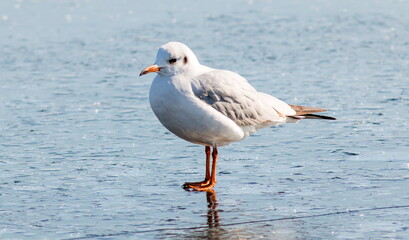 seagull on the beach