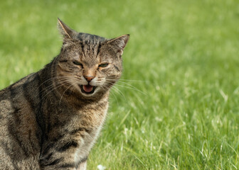 Chatting tabby cat on a lawn