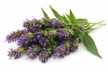 Hyssop: Herbal Medicine and Aromatherapy Ingredient for Aromatic Health Care