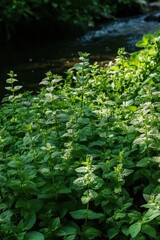 A dense patch of rare wild peppermint growing along a riverbank, with vivid green tones