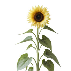 Fototapeta premium Radiant Sunflower in Full Bloom