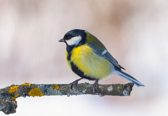 Obraz premium A big tit sits on a branch in close-up on a winter morning