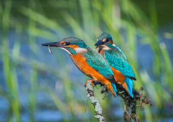 Kingfishers sit on a branch above the water and hold a caught fish in their beak.