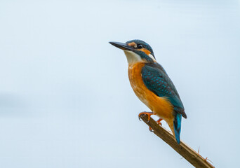A kingfisher sits on a dry branch sticking out of the water