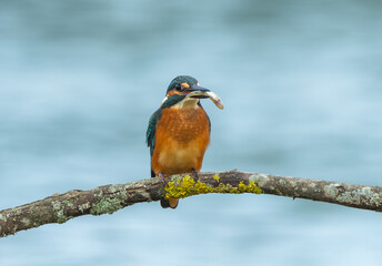 Fototapeta premium A kingfisher sits on a branch above the water and holds a caught fish in its beak.