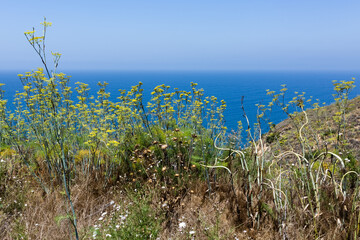 Flowers on the Channel Islands, in California.