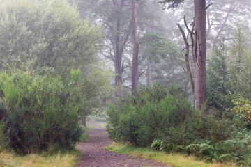 Misty Forest Path Winding Through Lush Greenery and Towering Pine Trees, Surrounded by Dense Shrubs...