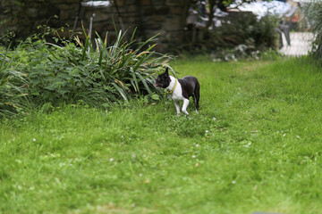 Curious Boston Terrier dog in a garden on a summer day. Small black and white dog exploring outdoors, alert and playful, enjoying warm weather and natural surroundings.