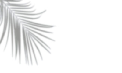 Realistic shadow overlay effect. Natural palm leaf shadow silhouette. Isolated coconut leaf foliage on transparent background. Summer decoration element. Tropical plant branch shadow design