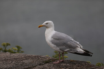 Seagull sitting on the ground outdoors, calm and alert bird resting in a natural urban or coastal environment under daylight, simple wildlife scene.

