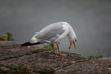Seagull sitting on the ground outdoors, calm and alert bird resting in a natural urban or coastal environment under daylight, simple wildlife scene.

