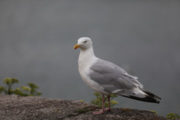 Seagull sitting on the ground outdoors, calm and alert bird resting in a natural urban or coastal environment under daylight, simple wildlife scene.

