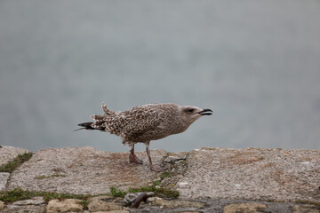 Seagull sitting on the ground outdoors, calm and alert bird resting in a natural urban or coastal environment under daylight, simple wildlife scene.

