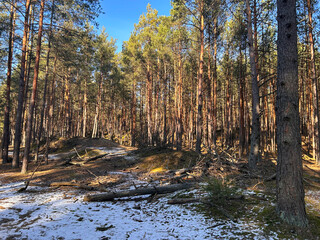 Tall trees and snow on the ground in the winter forest