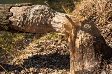 Von Biber angenagter Baum