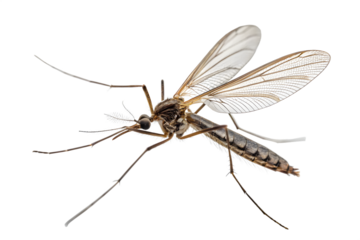 mosquito isolated on white background