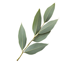 A detailed close-up of a bay laurel branch with multiple sleek green leaves