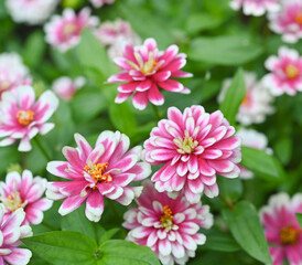 Obraz premium Fresh blooming Pink Zinnia flowers,close-up of pink flowers blooming in the garden at a sunny day.