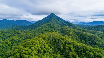 Carbon Forest Preservation Concept, Partnerships with Corporations to Fund Environmental Preservation and Wildlife Conservation Efforts