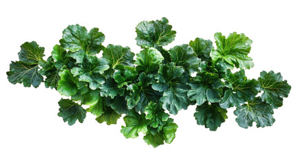 Fototapeta premium Freshly harvested kale leaves arranged on a white background showcasing vibrant green colors and healthy textures