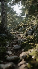 Serene forest landscape with lush greenery, moss-covered rocks, and sunbeams shining through tall trees. A peaceful nature scene perfect for backgrounds, relaxation, and eco-friendly concepts