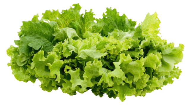 Fresh green lettuce varieties ready for harvest at a local farm during the growing season, cut out 