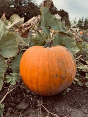 Large orange pumpkin in a field surrounded by leaves.