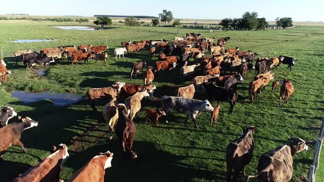 Imagen de dron de gauchos argentinos arriando ganado en un campo de Corrientes, Argentina