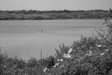 Die Nordseeinsel Juist