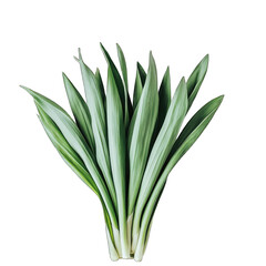 Sansevieria Leaves Bundle isolated on transparent background