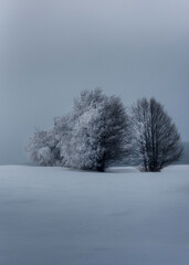 Frozen trees
