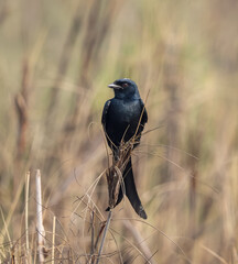 Close Up photo of a black drongo bird. black drongo is a small Asian passerine bird of the drongo family Dicruridae.
