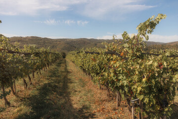 Fototapeta premium vineyard landscape. The rows of grapevines stretch out as far as the eye can see, creating a serene and tranquil scene. The vines are lush and green