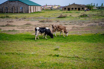 Fototapeta premium pasture with self-walking of domestic animals, cows on a green beautiful dry clearing with a beautiful sky, animals eat and nibble grass on their own