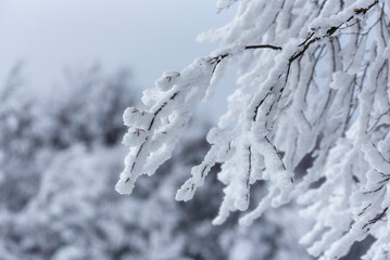 snow covered branches